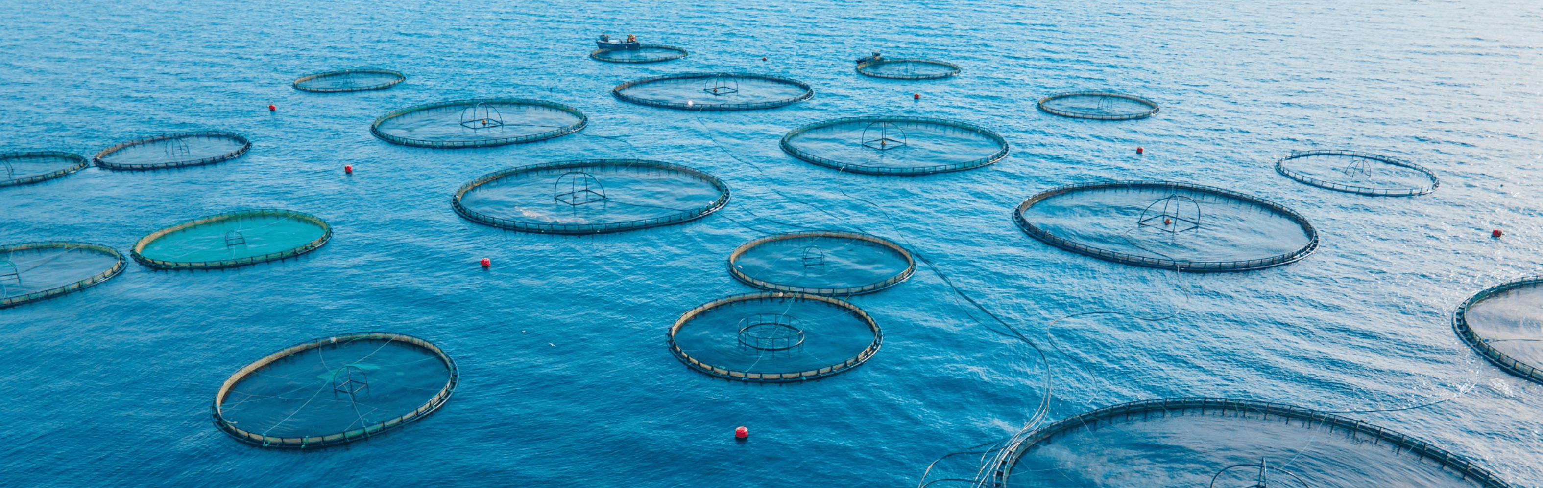Smart Aquaculture Monitoring System for Water Quality, Feeding Automation, and Energy Management