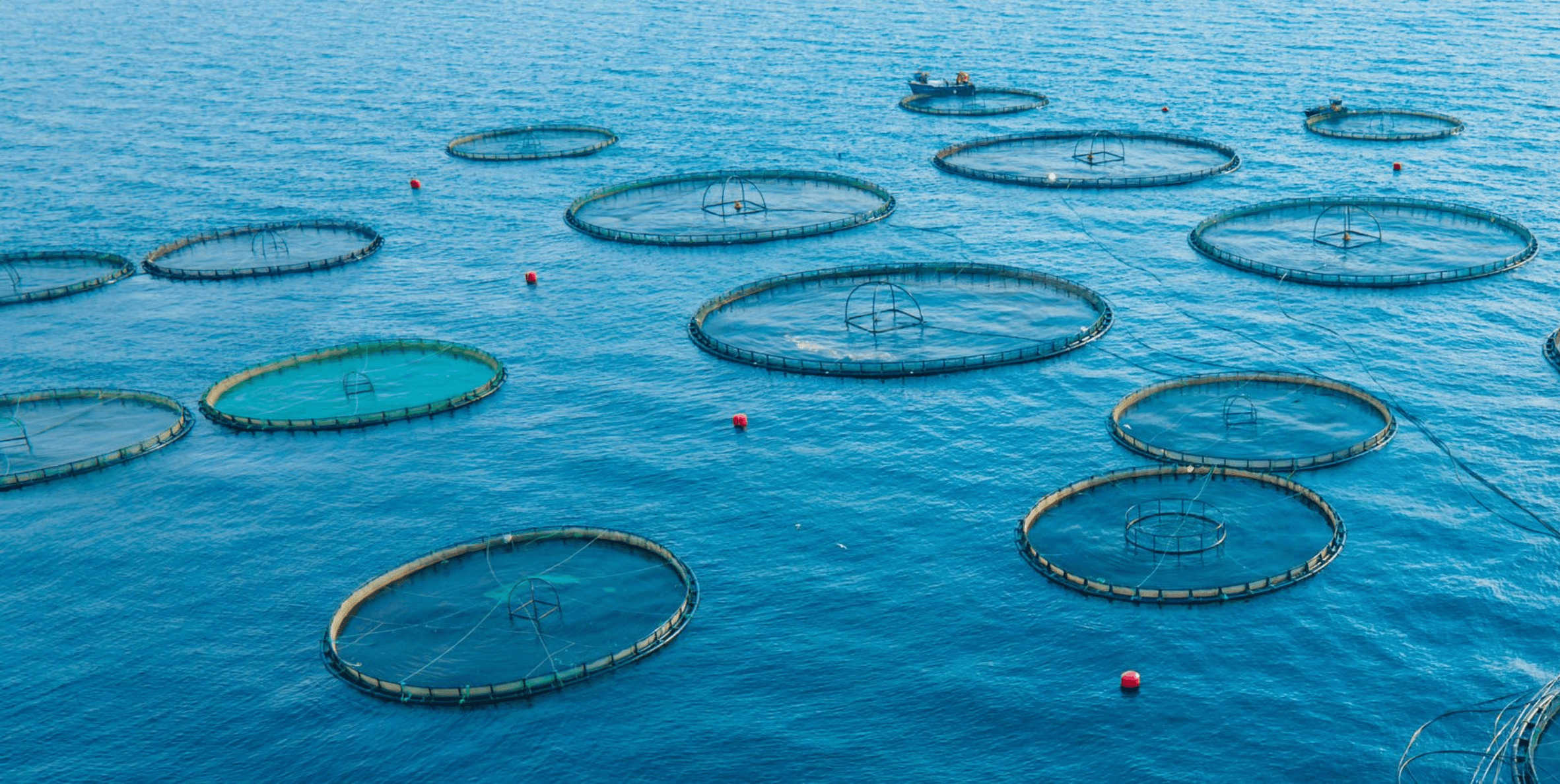 Smart Aquaculture Monitoring System for Water Quality, Feeding Automation, and Energy Management